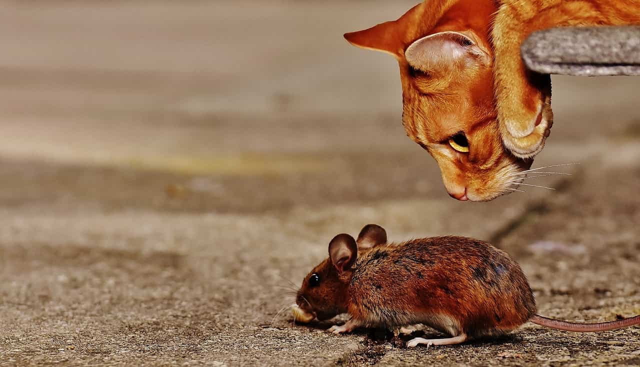 analogies on the wonderlic test - cat&mouse